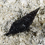 Crassispira sp. A